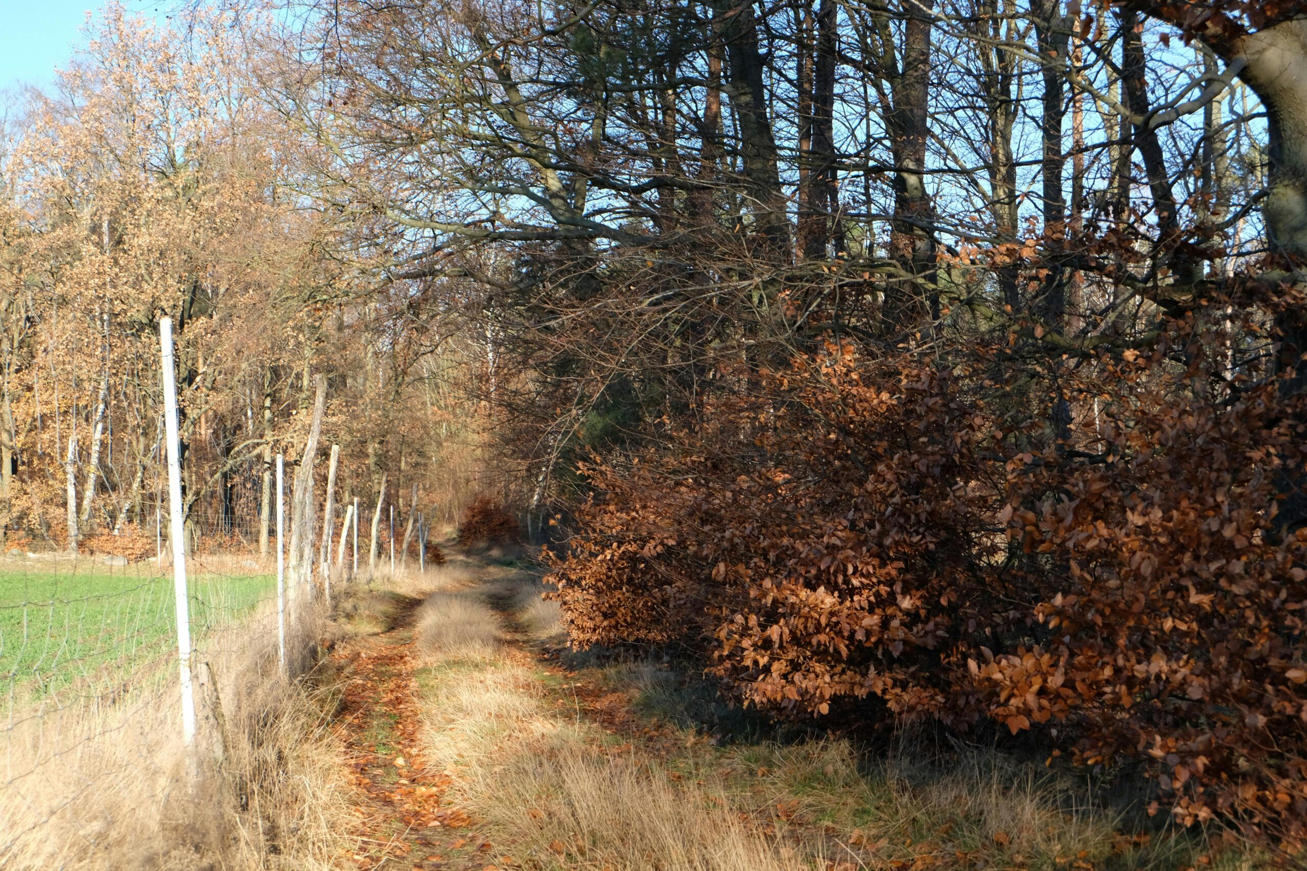 Ein ruhiger Waldweg, gesäumt von Herbstlaub. Perfekt für Naturliebhaber.